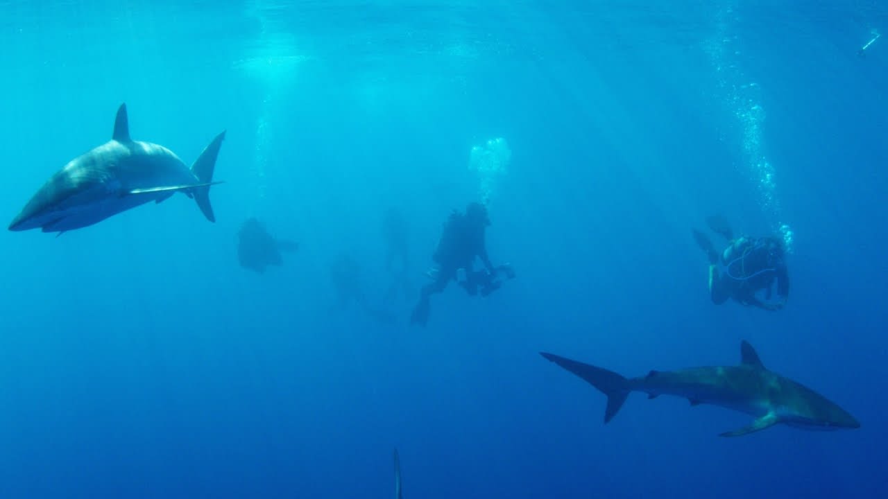 Surrounded by Silky Sharks