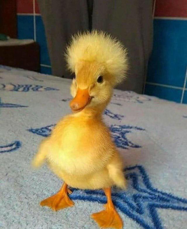PsBattle: This duckling with fluffy head feathers