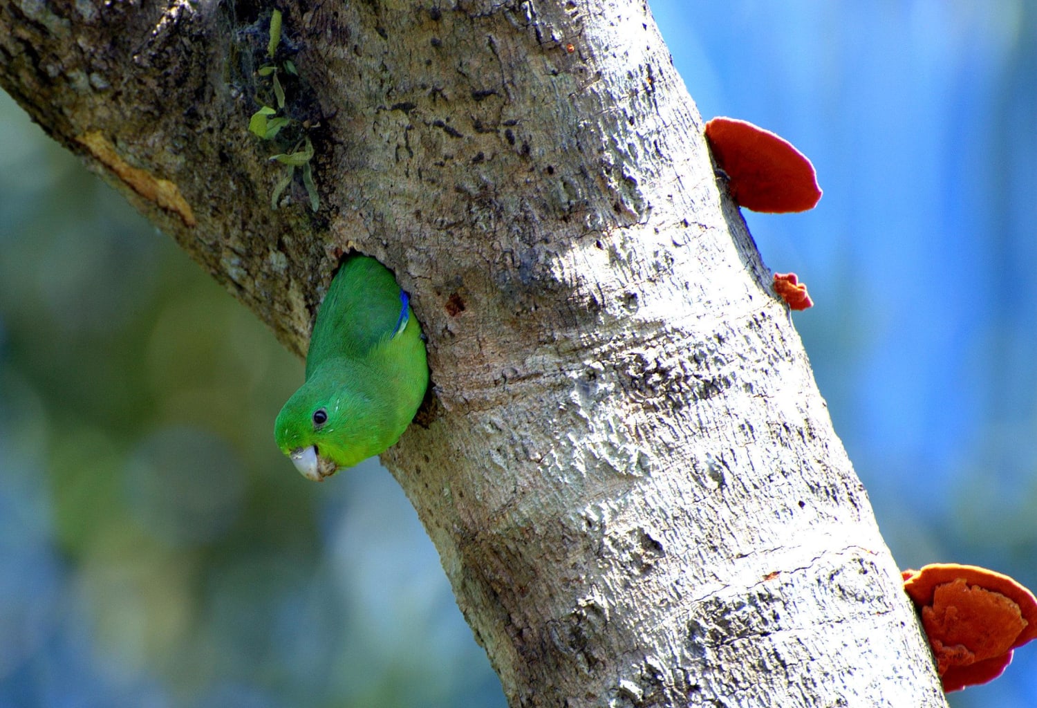 Pacific parrotlet, it's maybe the smallest parrot in the world, (height: 12 cm - 15 cm, weight around 30 grams), The Pacific parrotlet is found in Central America and South America. They are most prevalent in Peru and Ecuador.