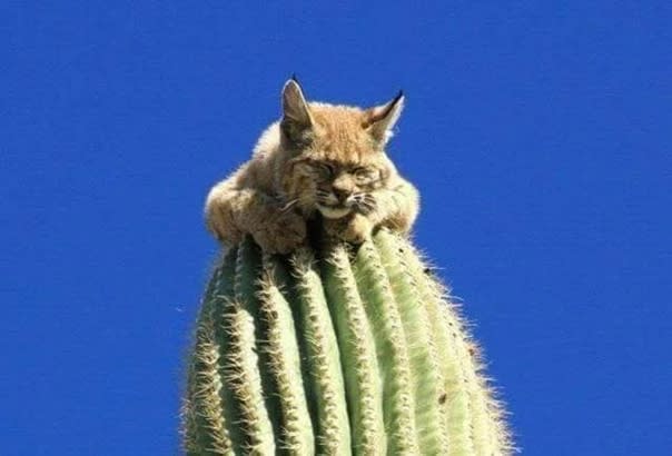 Fun fact: Lynxes can sleep on cacti.