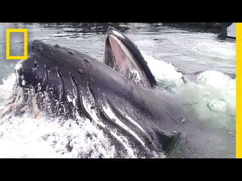 Watch a Humpback Whale Surface Right in Front of You | National Geographic