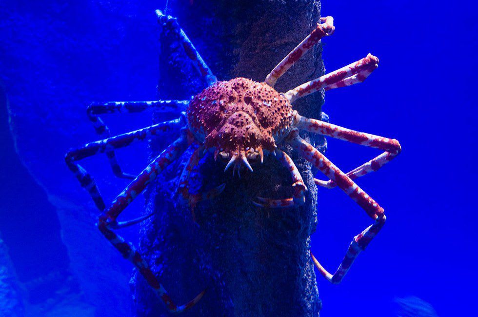 The Japanese Spider Crab inhabits the waters surrounding Japan.