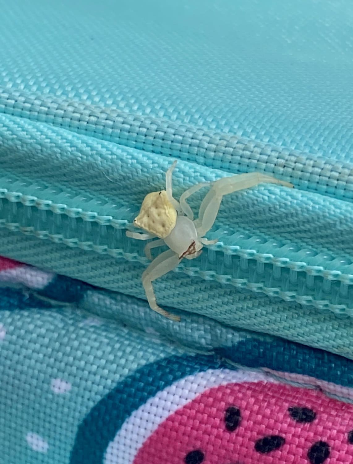 Who’s this Saltine Cracker spider? I’m located in Tokyo Japan and went to the park for a picnic and found this little guy crawling all over my basket. Couldn’t help but laugh. It also kinda walks like a crab.