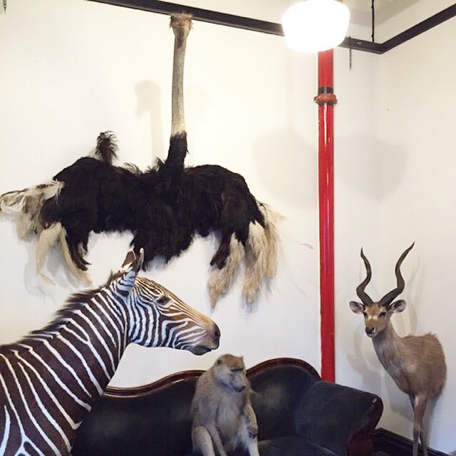Preview of cafe installation as part of our new taxidermy exhibition, open till end of August. Photo