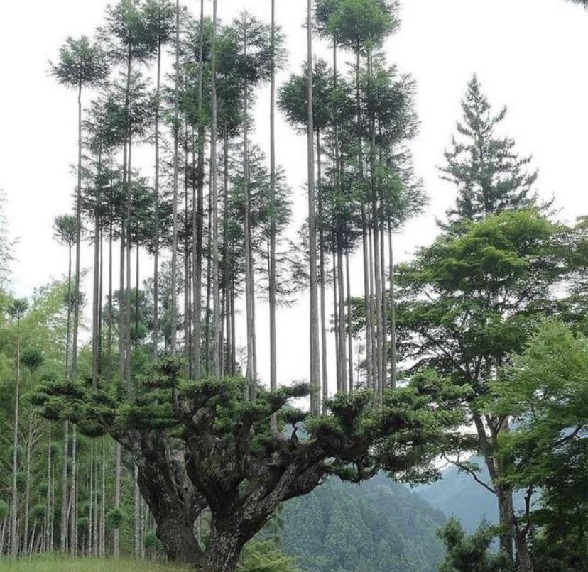 trees growing on a tree