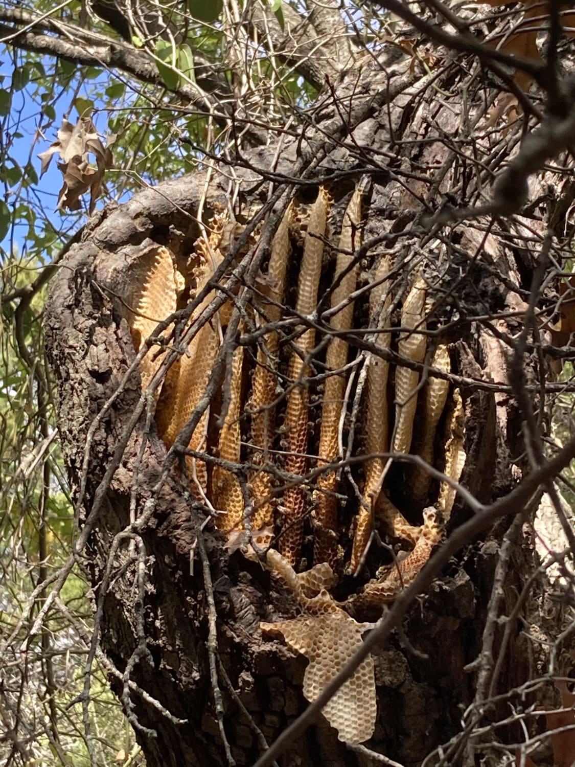 A beehive inside of a tree that I saw this morning while hiking!