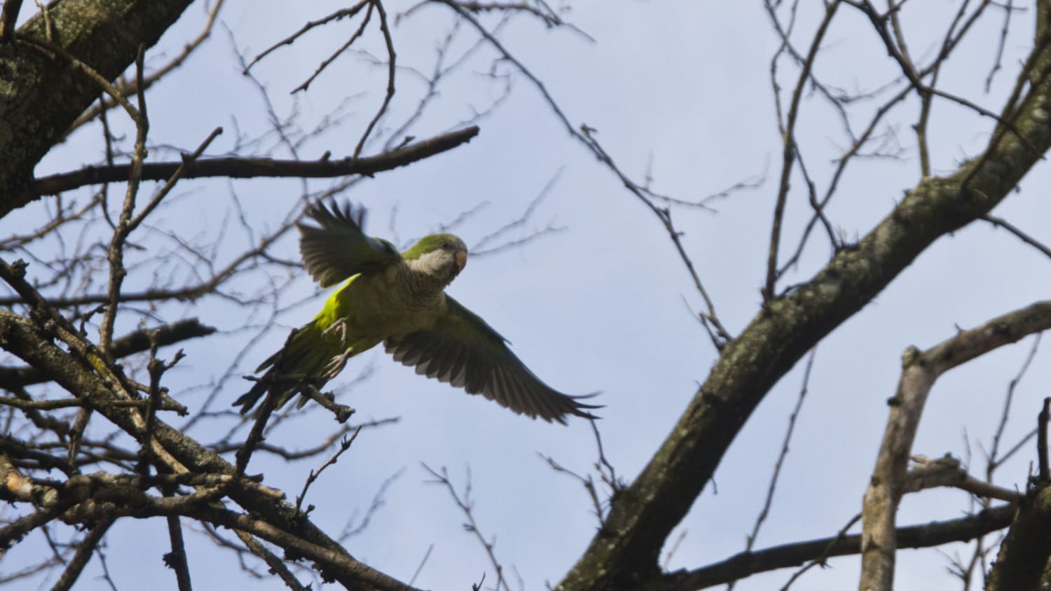 The Godfather of Brooklyn’s Feral Parrot Colony