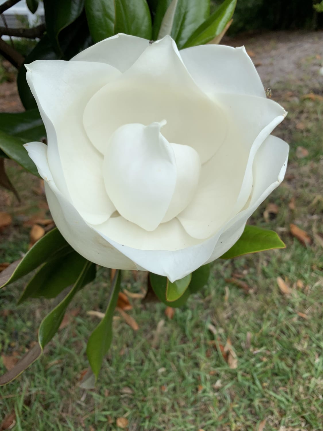 Near perfect magnolia flower