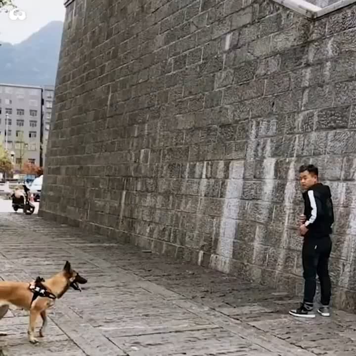 Super Skilled Belgian Malinois Dogs Trained To Climb Walls