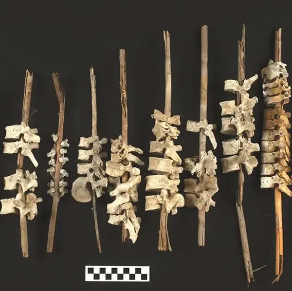 A collection of 500 year old humans spines were found mounted on posts in a remote part of Peru. 😱 Archeologists suspect this practice may have been an attempt to restore bodies of the dead during the time of European colonization. 😢
