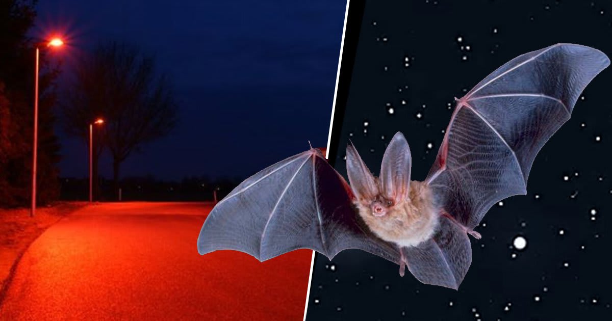 Mix · BatFriendly Street Lighting Installed To Support Local Wildlife