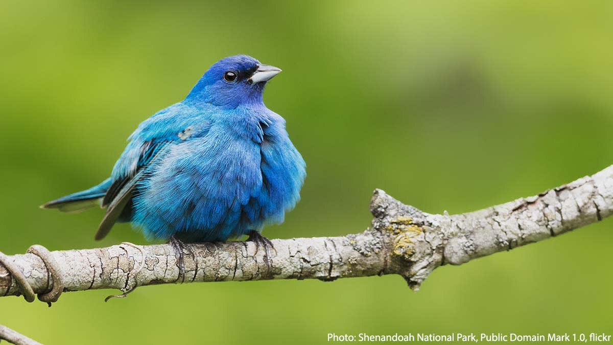 Say “hi” to the Indigo Bunting! It has a wide range and can be spotted across North America, down through Central and South America, and even into parts of the Caribbean! It prefers brushy habitats near the edge of a forest, where it snacks on seeds and insects.