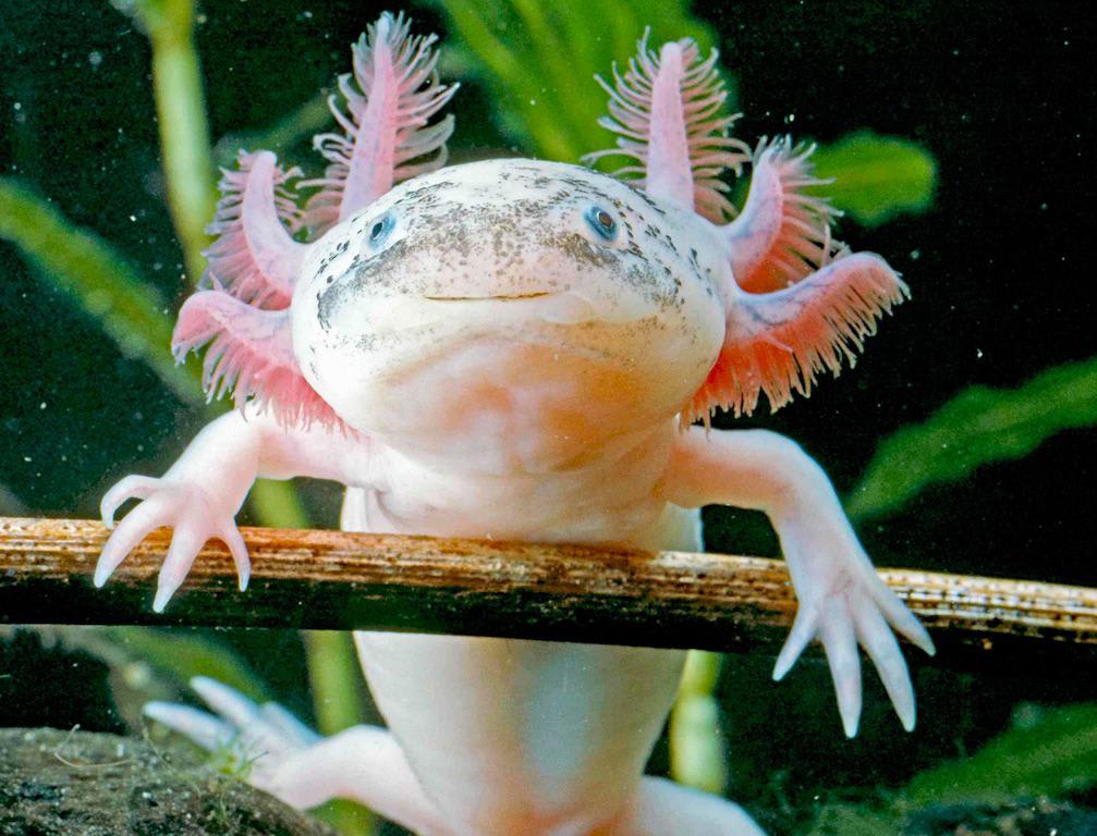 PsBattle: An axolotl leaning over a branch and pulling a straight face