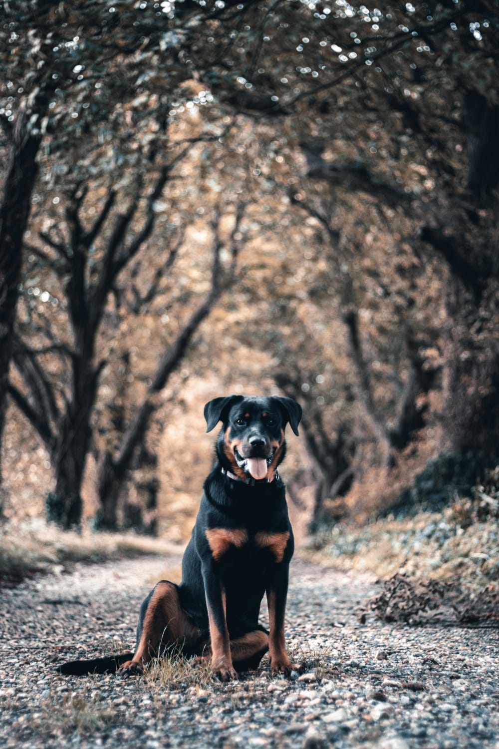 Newbie Photographer. Picture taken in my local area in dorset of my friends rottweiler