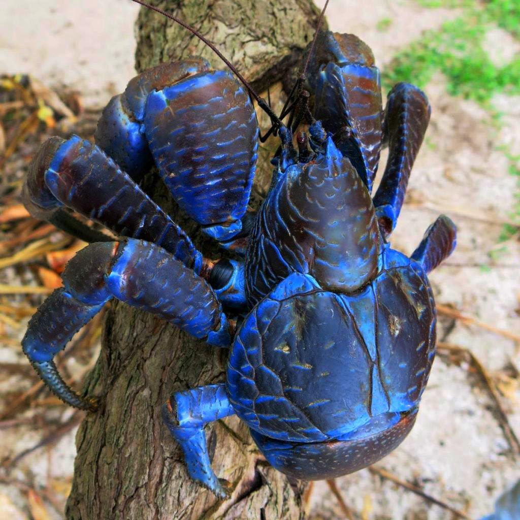 Rare blue Coconut Crab