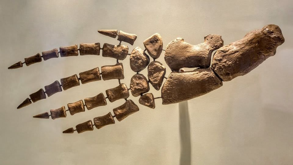 Note the similarity between the bones of this true nosed dolphin flipper & the human hand. As cetaceans—the mammal group that includes whales, dolphins, & porpoises—began moving from land to water about 55 million years ago, they evolved special adaptations... FossilFriday (1/2)