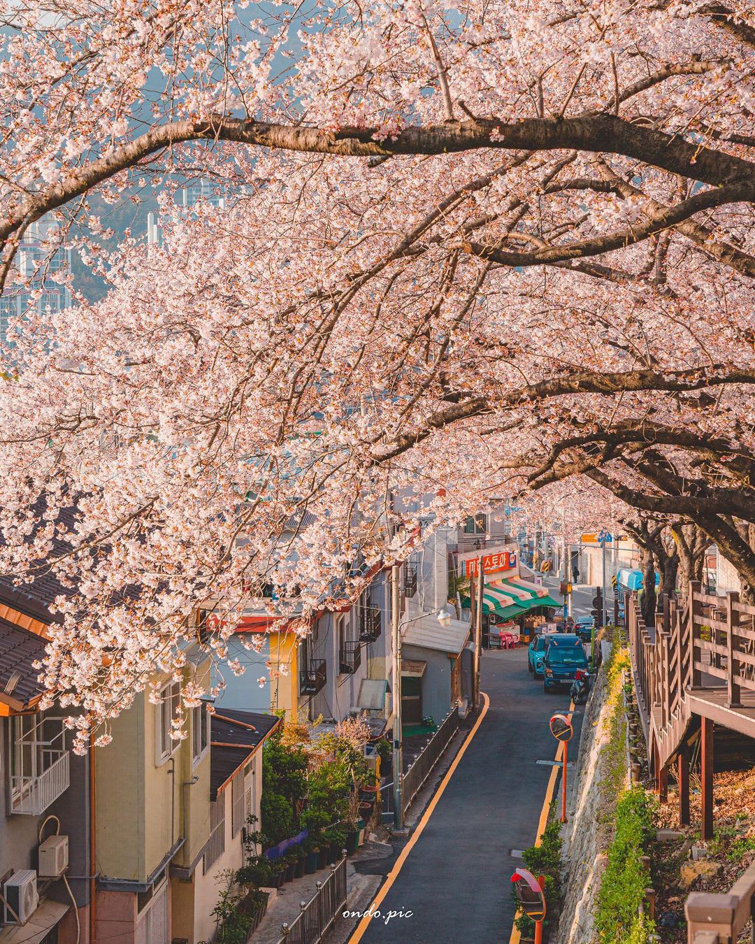 A tunnel of cherry blossoms over a street in a hilly neighborhood, Busan, South Korea.