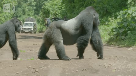 Alpha Gorilla Blocks the Road While His Band Crosses