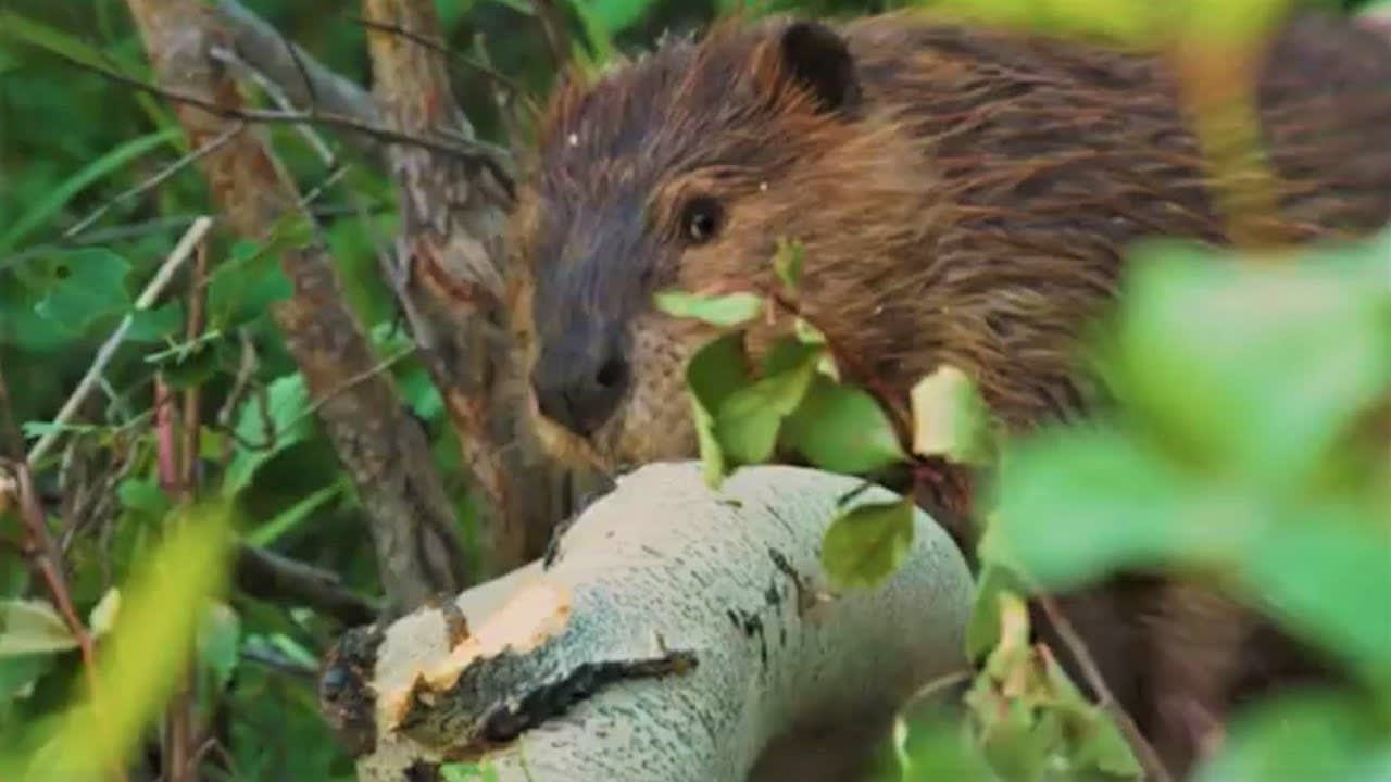 Beavers: Dam Good Engineers | Animal Einsteins | BBC Earth
