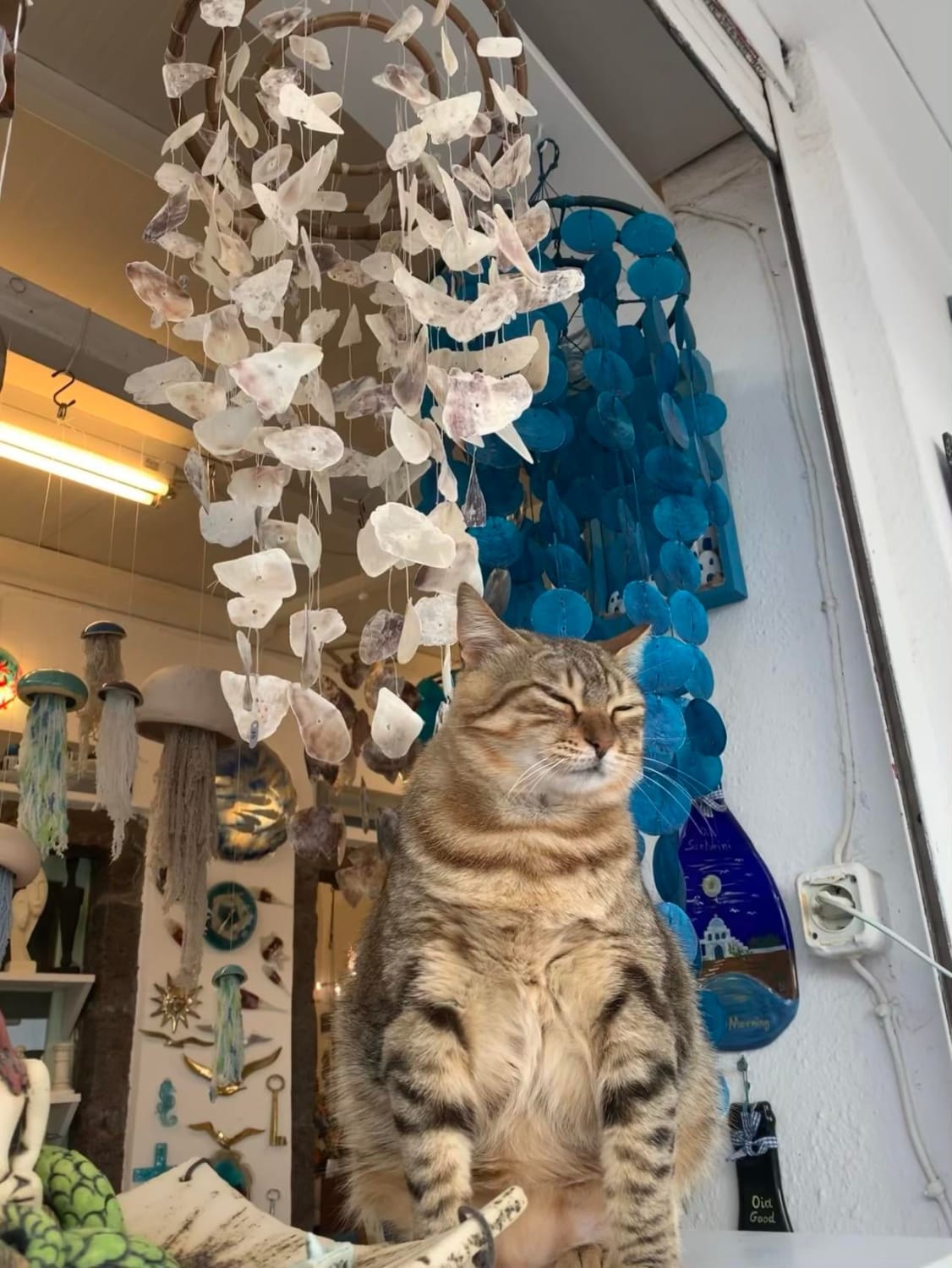 This shopkeeper cat in Santorini