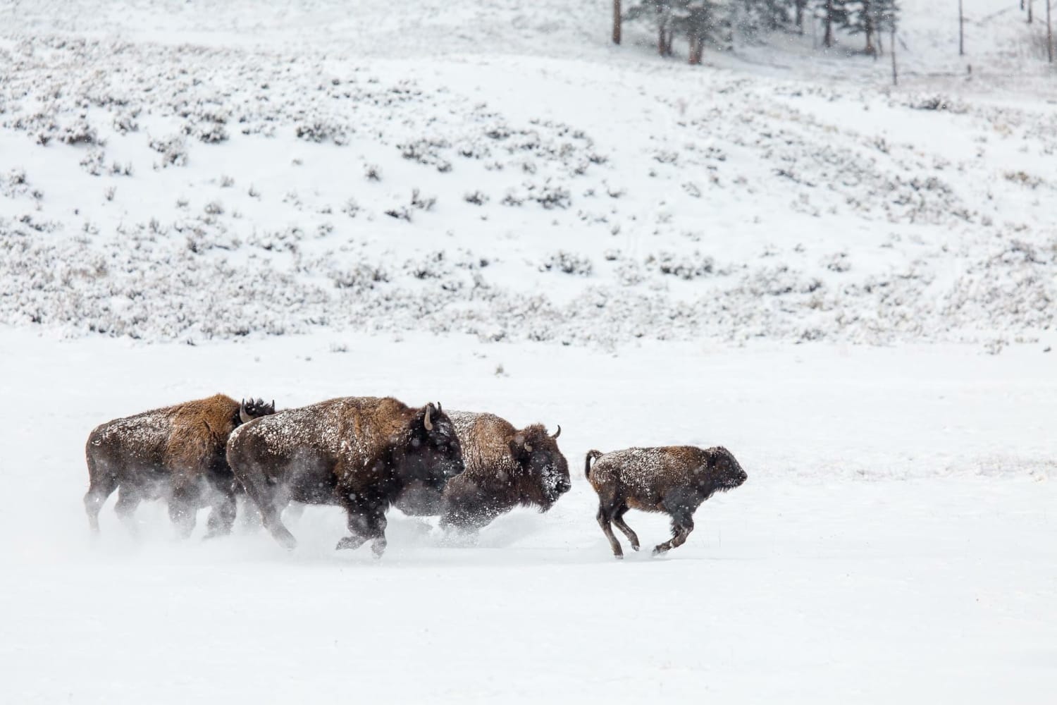 Thumpety thump thump, thumpety thump thump...Look at bison go. Remember to treat wildlife with proper caution and respect. Learn more tips at https://t.co/IoXAO5iykr Image: Bison on the move in the Lamar Valley at Yellowstone National Park/ Neal Herbert FindYourPark ❄️