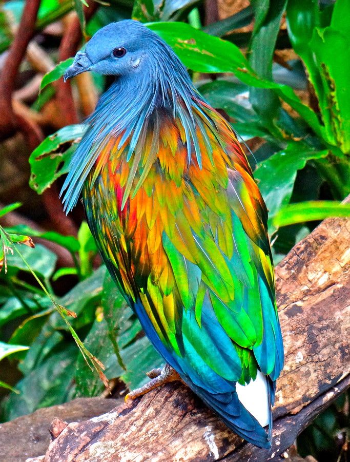 This is the endangered Nicobar Pigeon, the closest relative of the dodo and one of the most beautifully coloured birds in the world