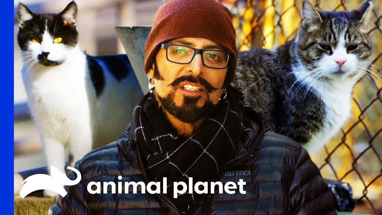 Jackson Galaxy Rescues A Community Of Stray Cats | My Cat From Hell