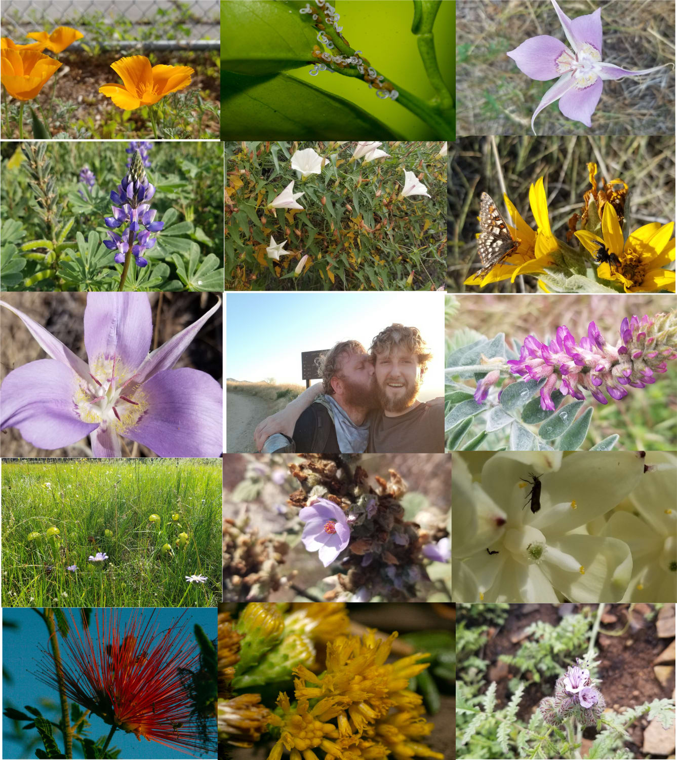 These are plants I've worked with this year as a plant ecologist, and my ever patient and kind boyfriend. I look forward to the day when I can give queer wildflowers hikes again. I miss teaching and sharing my passion.