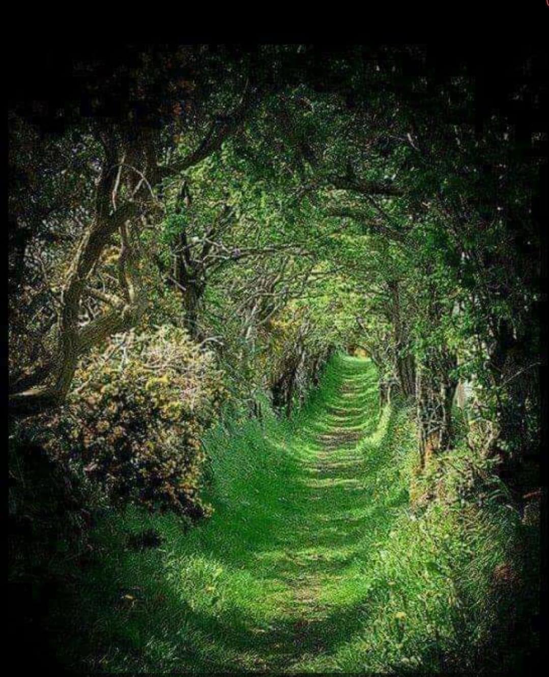 Tree tunnel north ireland