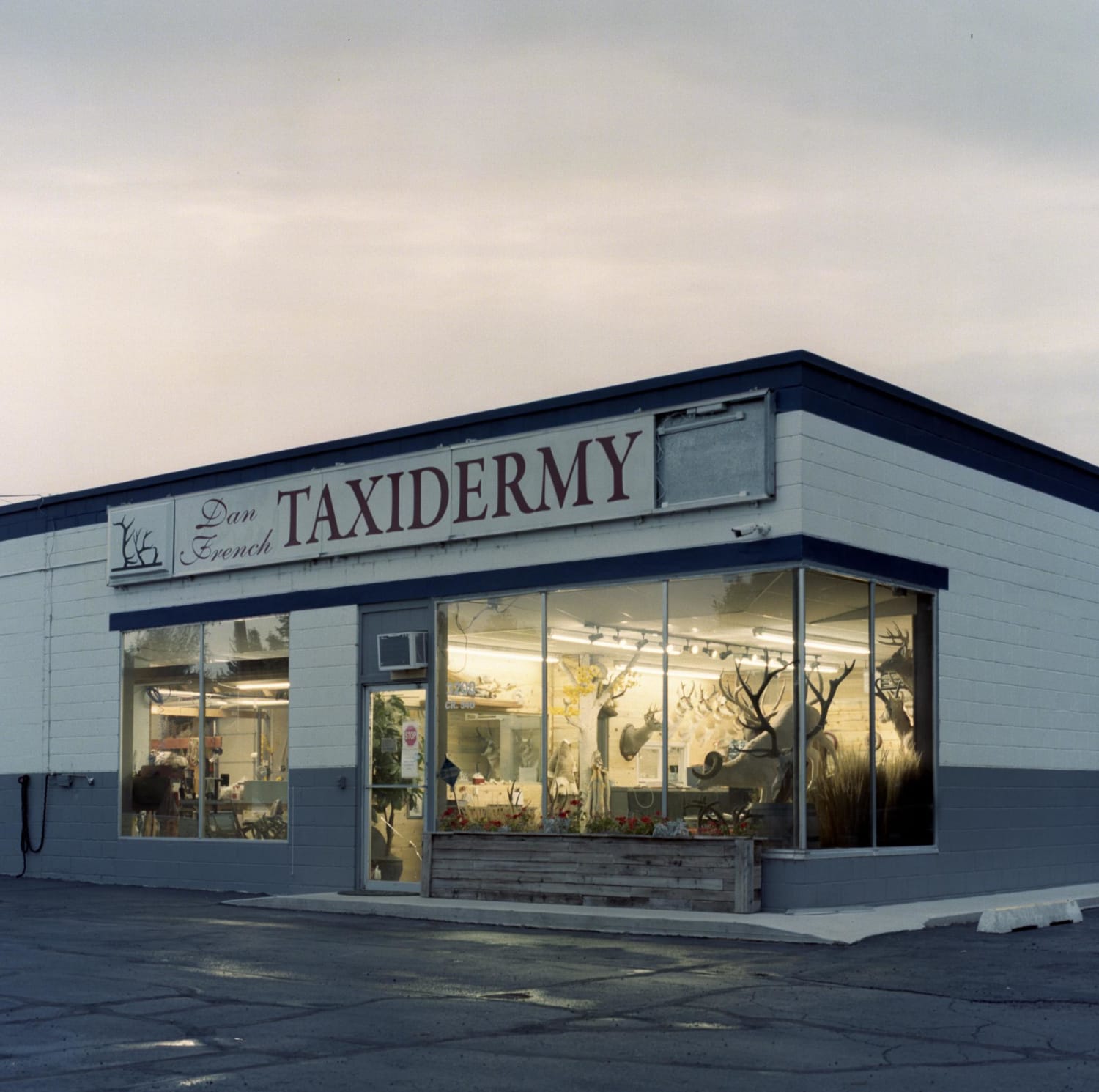 Taxidermy at Blue Hour | Hasselblad 500 C/M, 80mm 2.8, Expired Kodak Portra 400