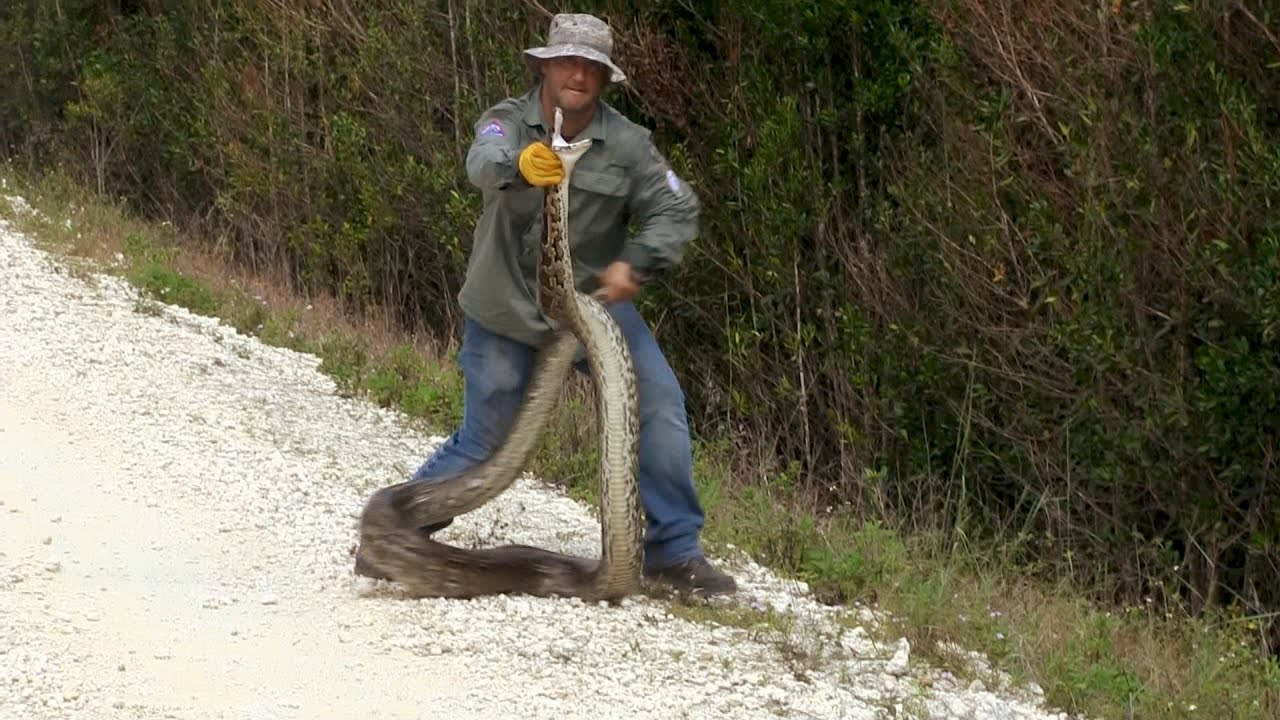 Catching a Python is No Easy Feat