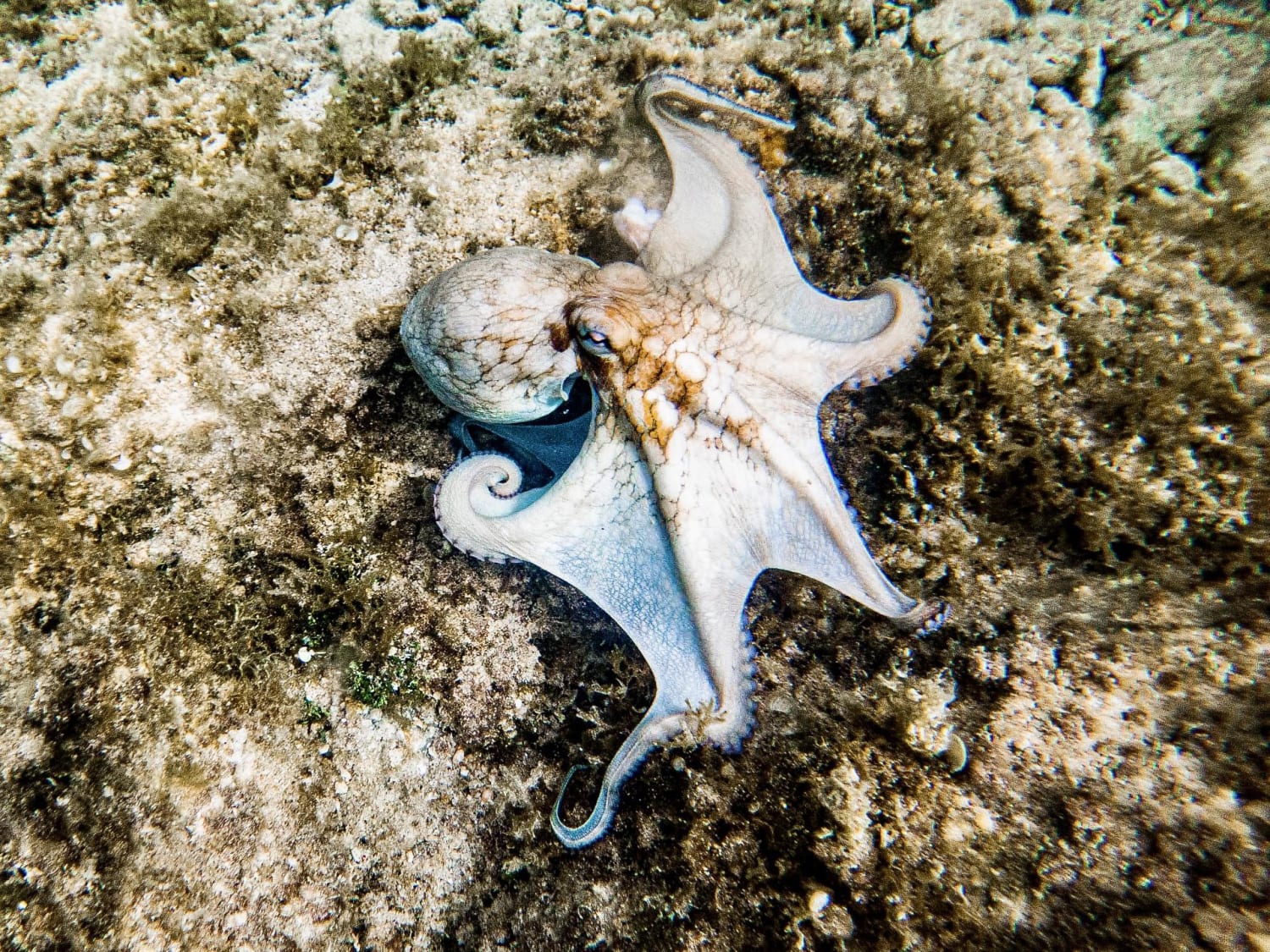 Common Octopus St. John, USVI GoPro 8