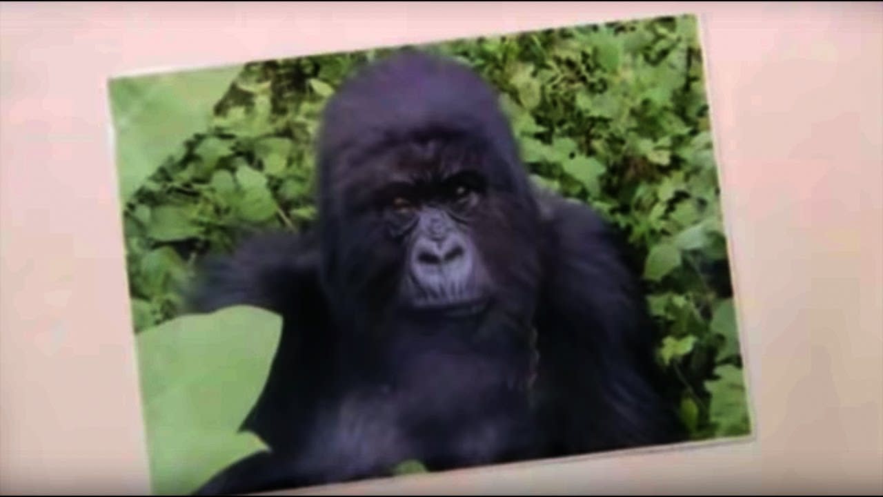 Familiar Faces | Gorillas Revisited with Sigourney Weaver | BBC Earth