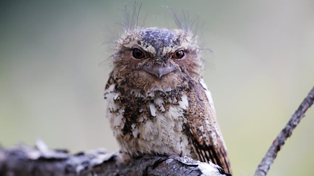 Hodgson's Frogmouth is a mood. Can you relate? You might come across this species in parts of Southeast Asia, including India, Myanmar, and Laos. It inhabits forests, where it feeds moths and beetles. [: lonelyshrimp, CC0 1.0, flickr]