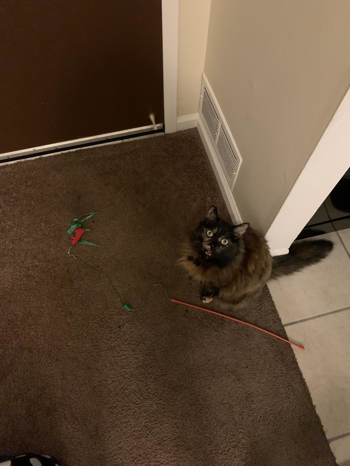 Whenever my SO and I are at work all day, our tortie, Hazel, will always set her favorite toy in front of the door. Once one of us gets home, she sits next to it and yells until it’s play time.