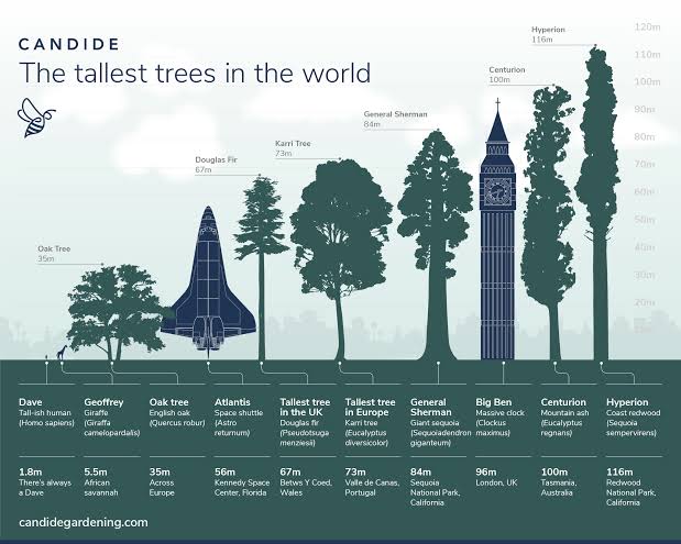 the tallest tropical tree in the 🌎 world