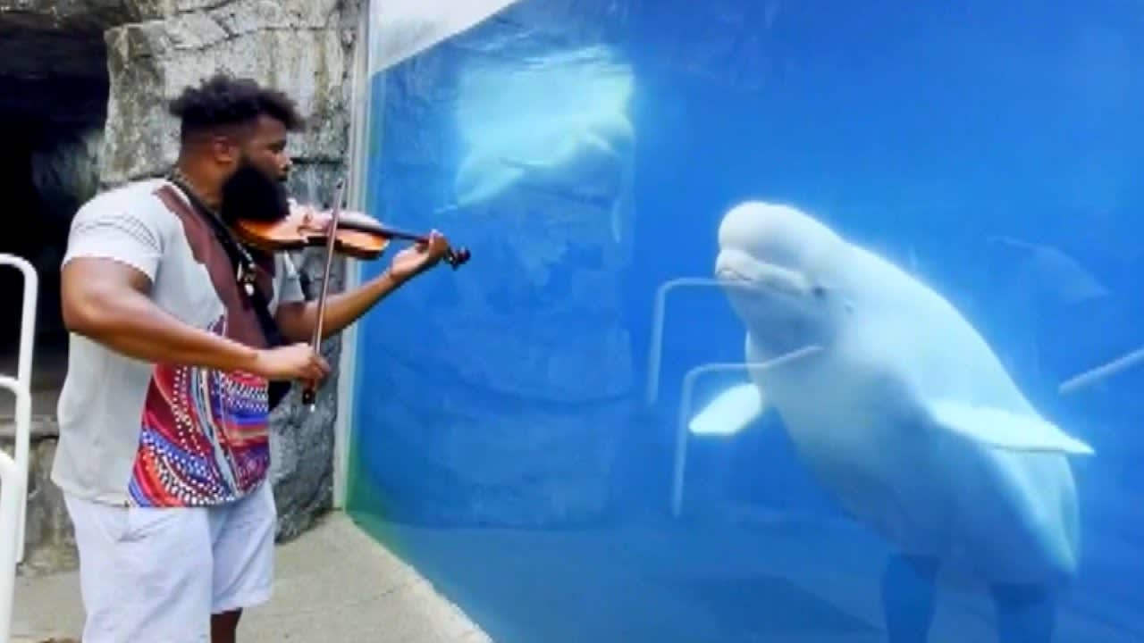 Beluga Whale Mesmerized by the Violin