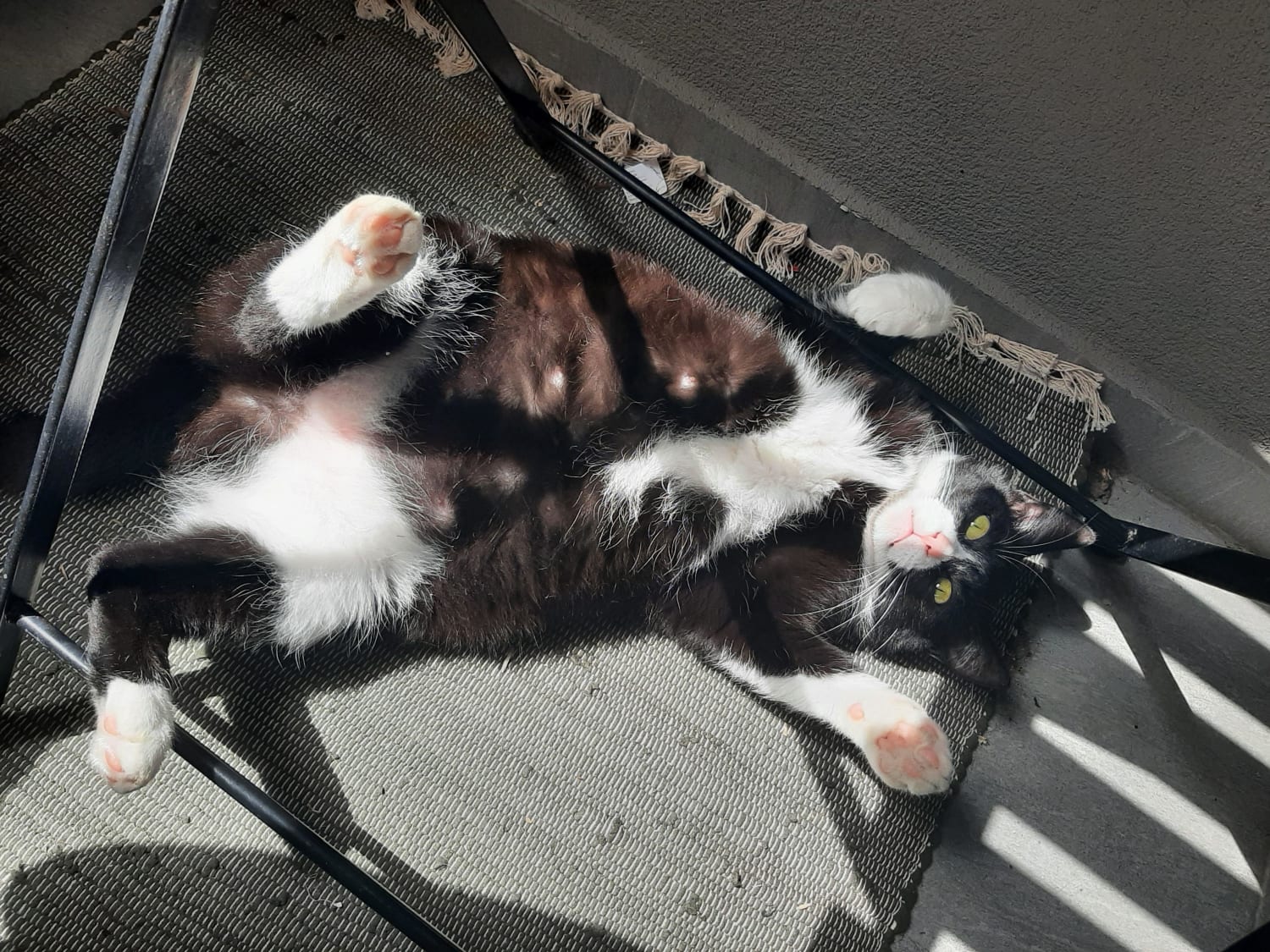 Chonketta caught sunbathing