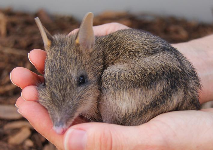 The eastern barred bandicoot is a rabbit-sized marsupial native to southeastern Australia including Tasmania. Females are pregnant for only 12.5 days and newborns will live for 55 days in their mother's pouch. This young eastern barred bandicoot is a member of Zoos Victoria's conservation program.
