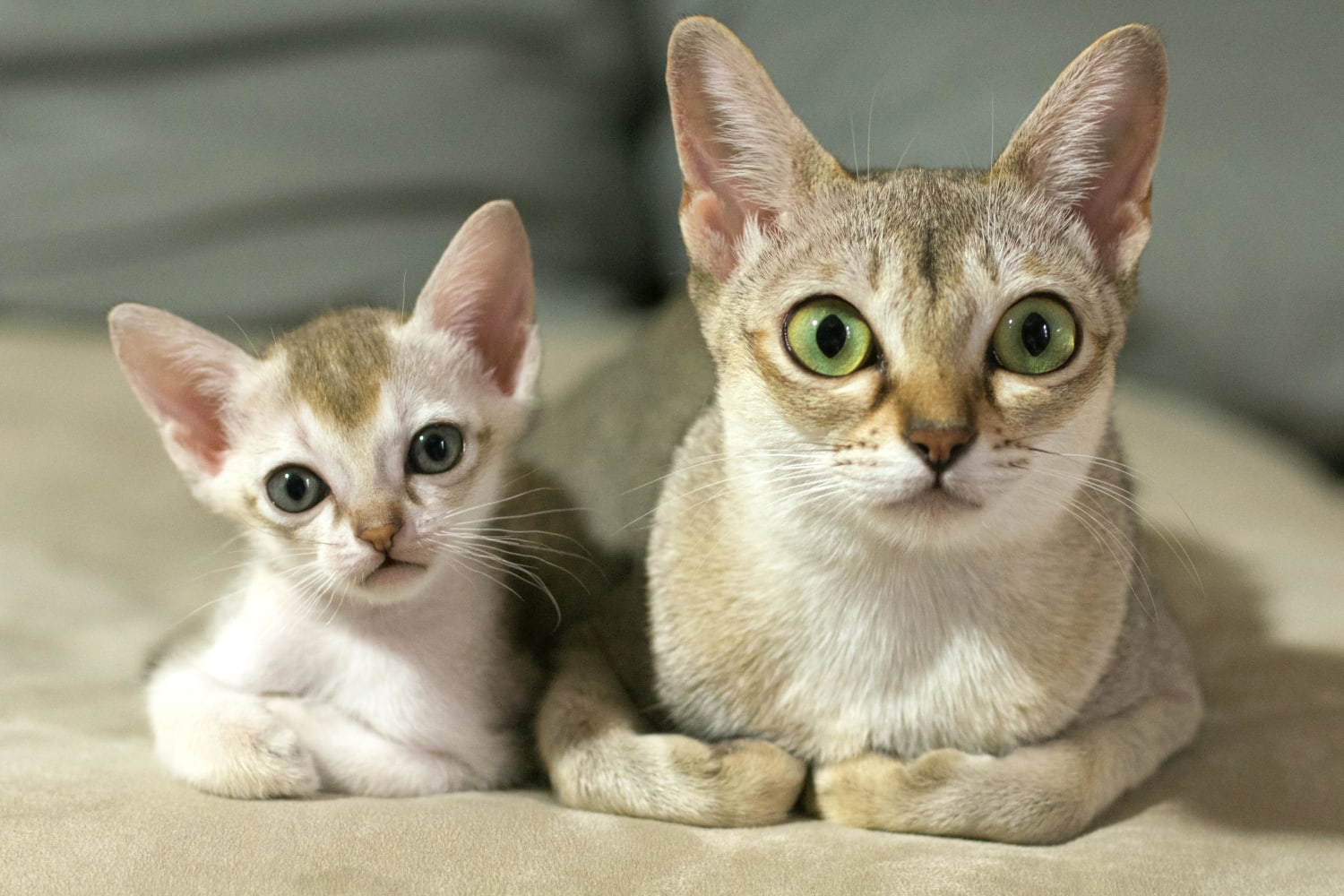Singapura cats are among the smallest breeds of cats, only weighing at most 2.5 kg (6 lb) and are known for their sepia coat.Their origins are considered a source of mystery. They were originally believed to be from Singapore but breeders believe they're a cross between Abyssinians and Burmese cats.
