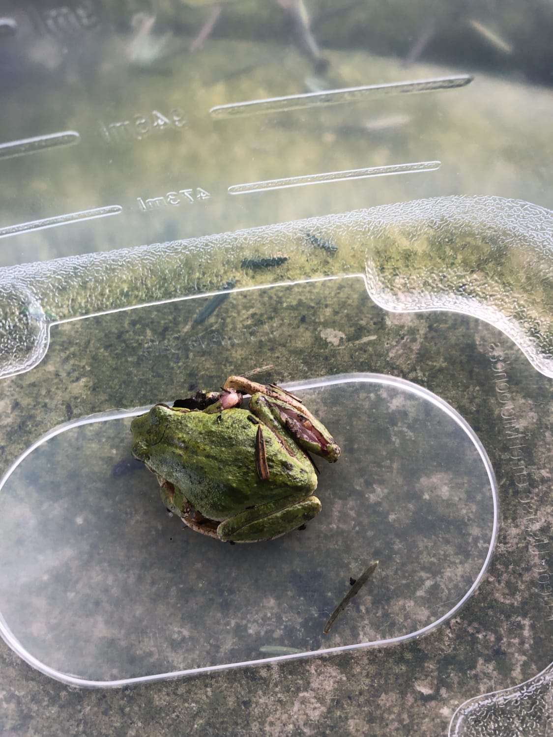 How to take care of a frog I accidentally ran over with a garbage pail? How to nurse it back to health? What do frogs eat? Do I put it out of its misery? Reddit please help