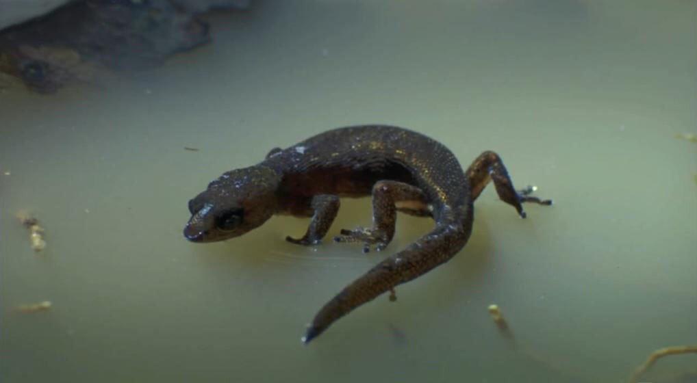 This little gecko can walk on water! The Brazilian pygmy gecko grows to about 24 millimeters. Combined with its hydrophobic skin and tiny size it can float. Because of this “water resistance”, it doesn’t risk drowning in a raindrop and it can escape predators by jumping into water.