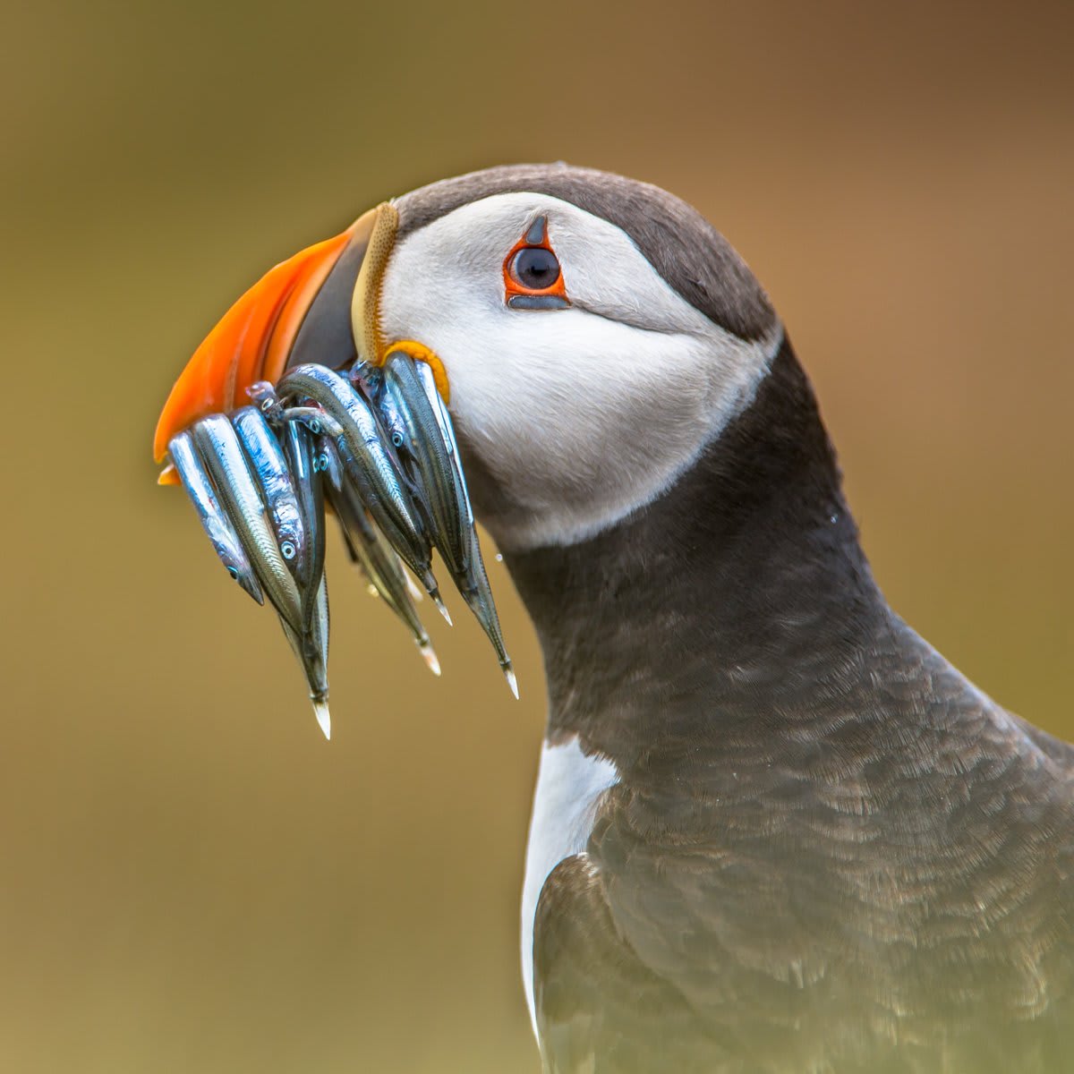 An entire beak full! Puffins feed almost exclusively on fish, and sandeels make for the perfect snack.