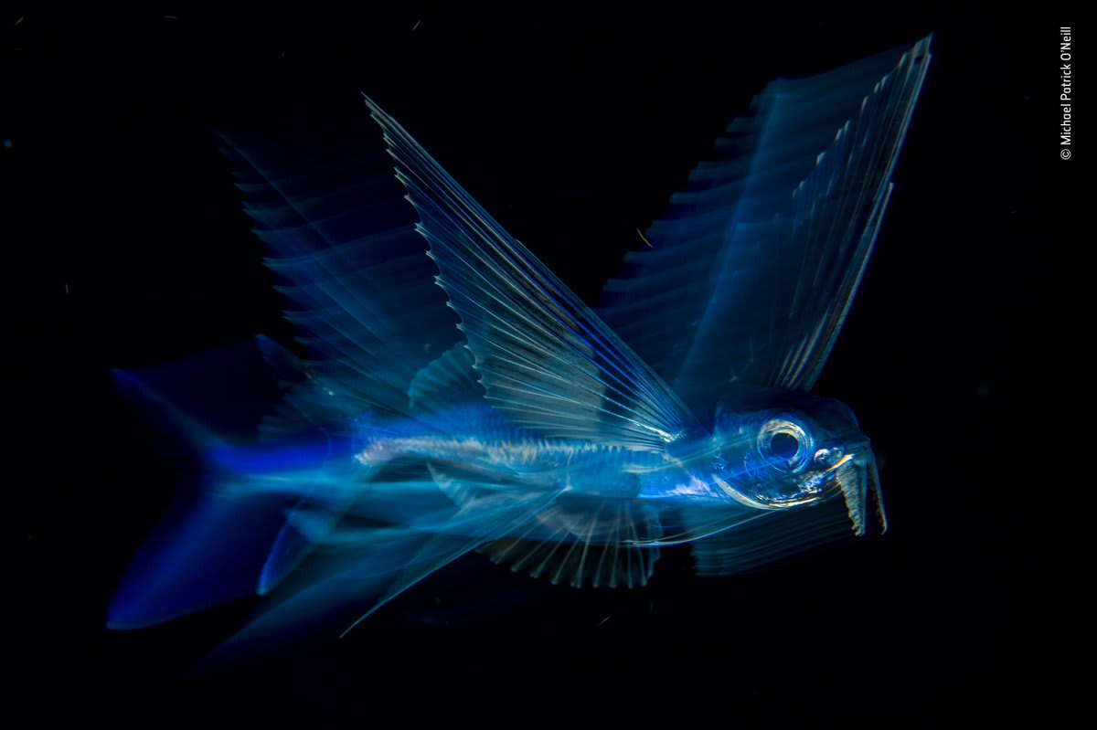Night Flight by Michael Patrick O'Neill wins the Under Water category in the Wildlife Photographer of the Year 2018 competition. More stunning photography here:
