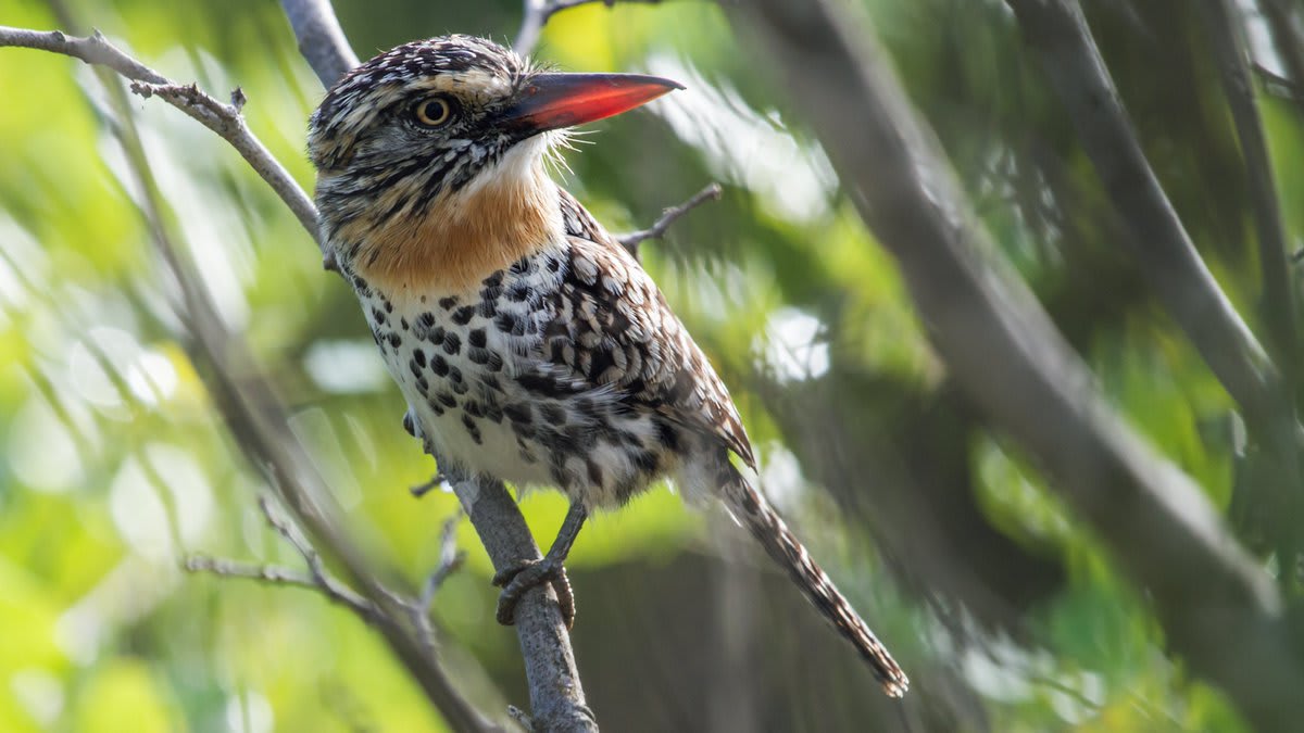 Why hello there! Meet the Spot-backed Puffbird. It’s native to woodlands & savannas in parts of eastern & central South America, such as Argentina & Brazil. #DYK? There are around 36 different species of puffbirds that inhabit the neotropical region. [📸: Nick Athanas, flickr]