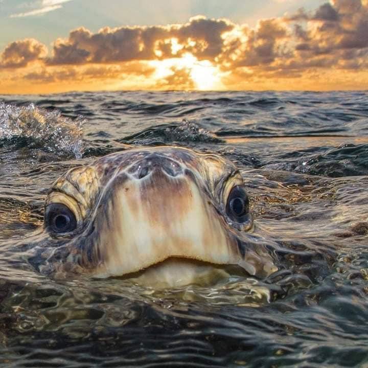 I know the turtles cute but the angle makes it look like a giant sea monster
