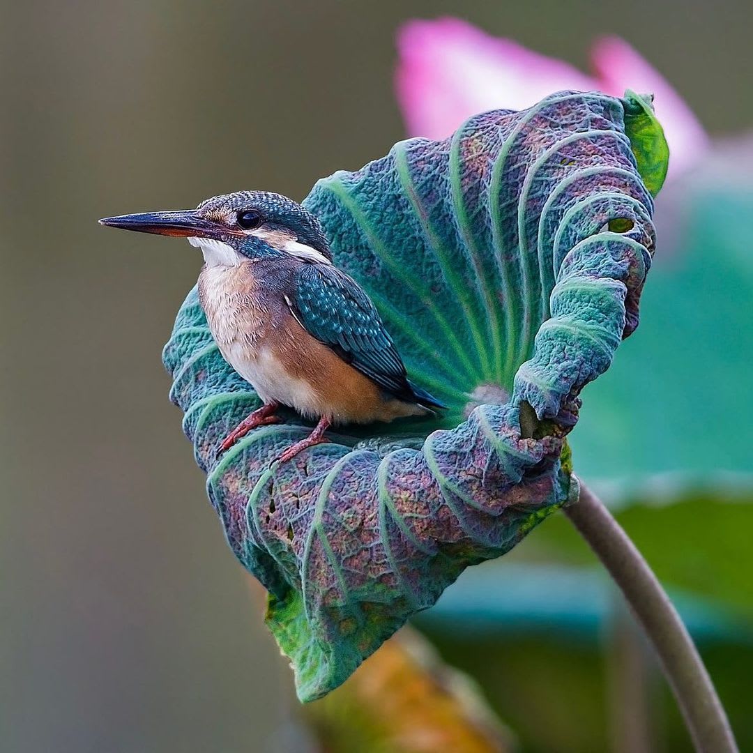 Kingfisher perched on a lotus leaf