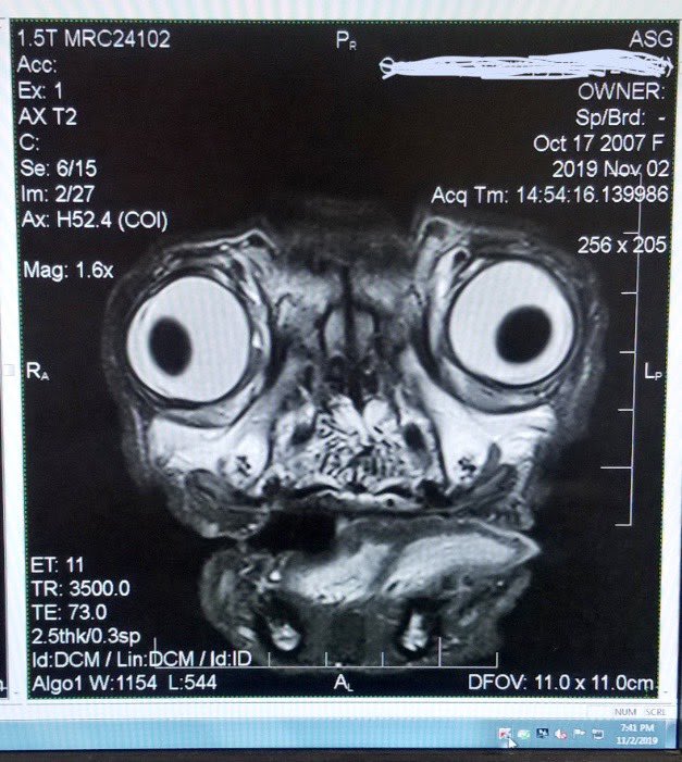 An MRI image of a pug's head