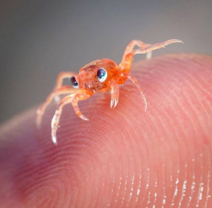 Cute as heck Christmas island red crab hatchling
