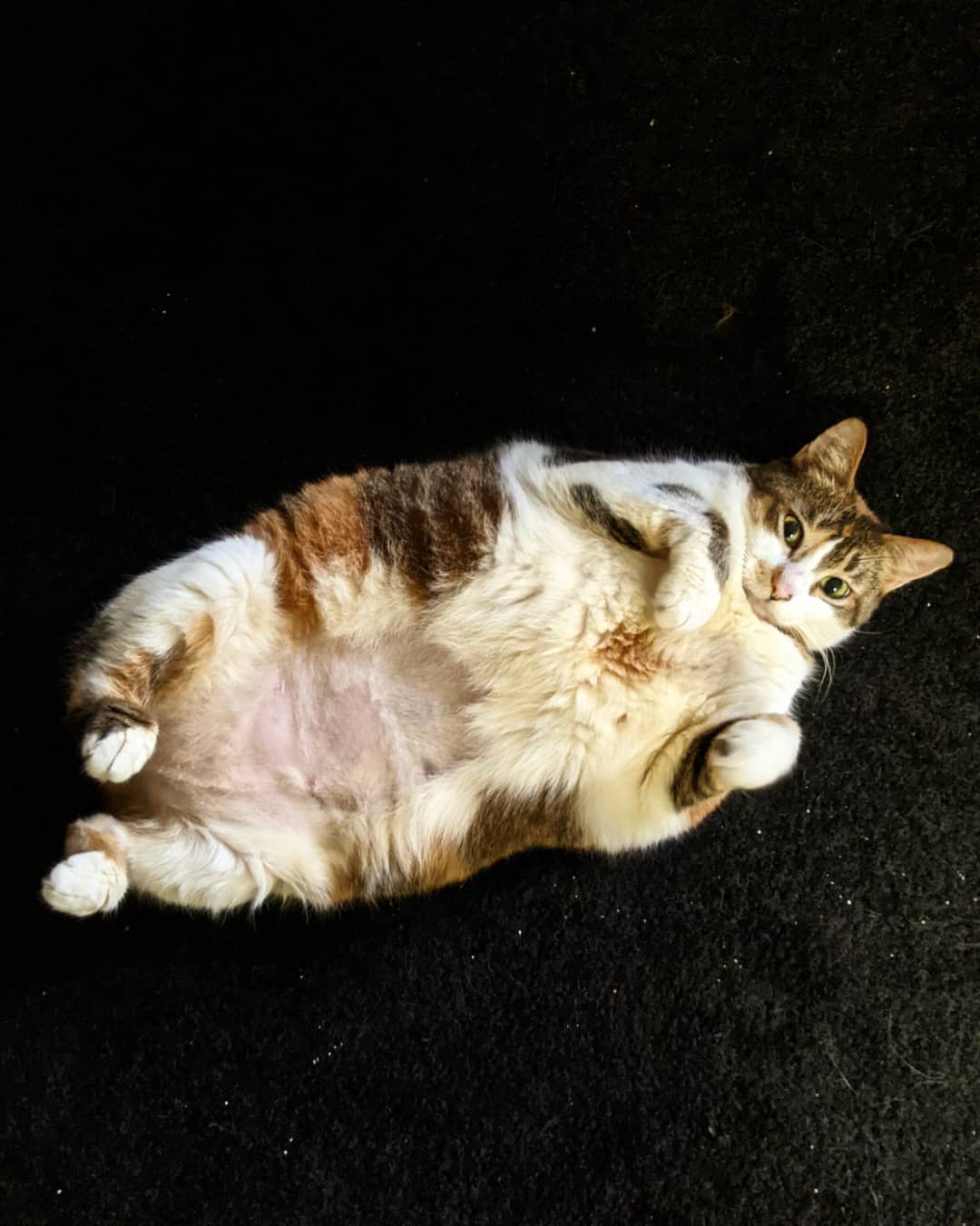 Adopted a second chonker. Juniper weighs in at 15.5lbs and starts her weight loss journey in her new home!